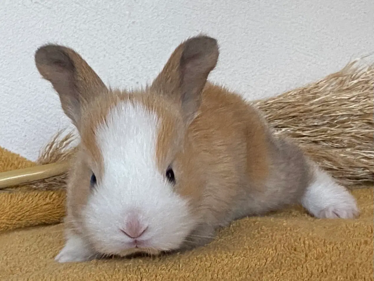 Billede 7 - HOLLÆNDER HUN MADAGASCAR