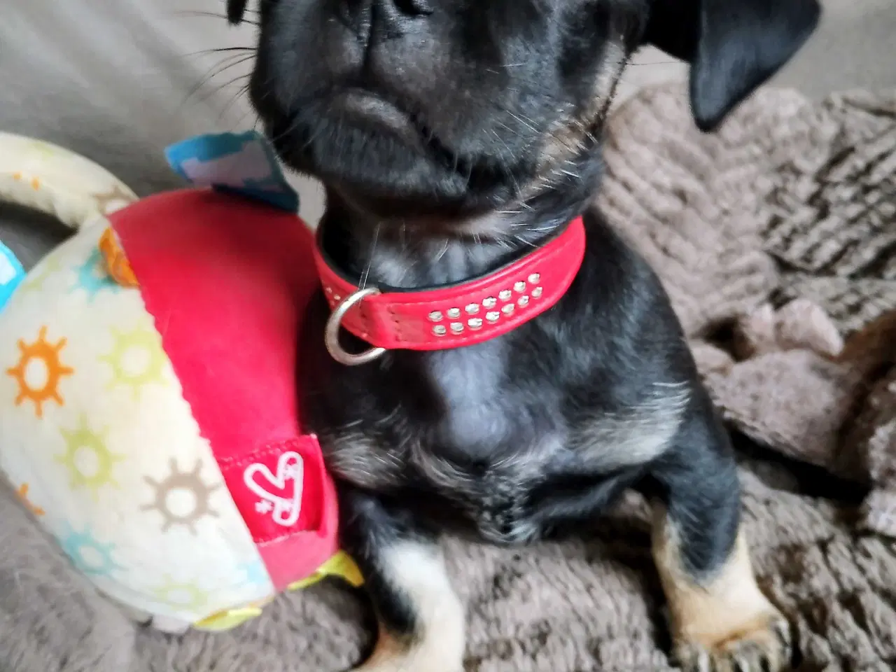 Billede 11 - Dejlige små race blandinge