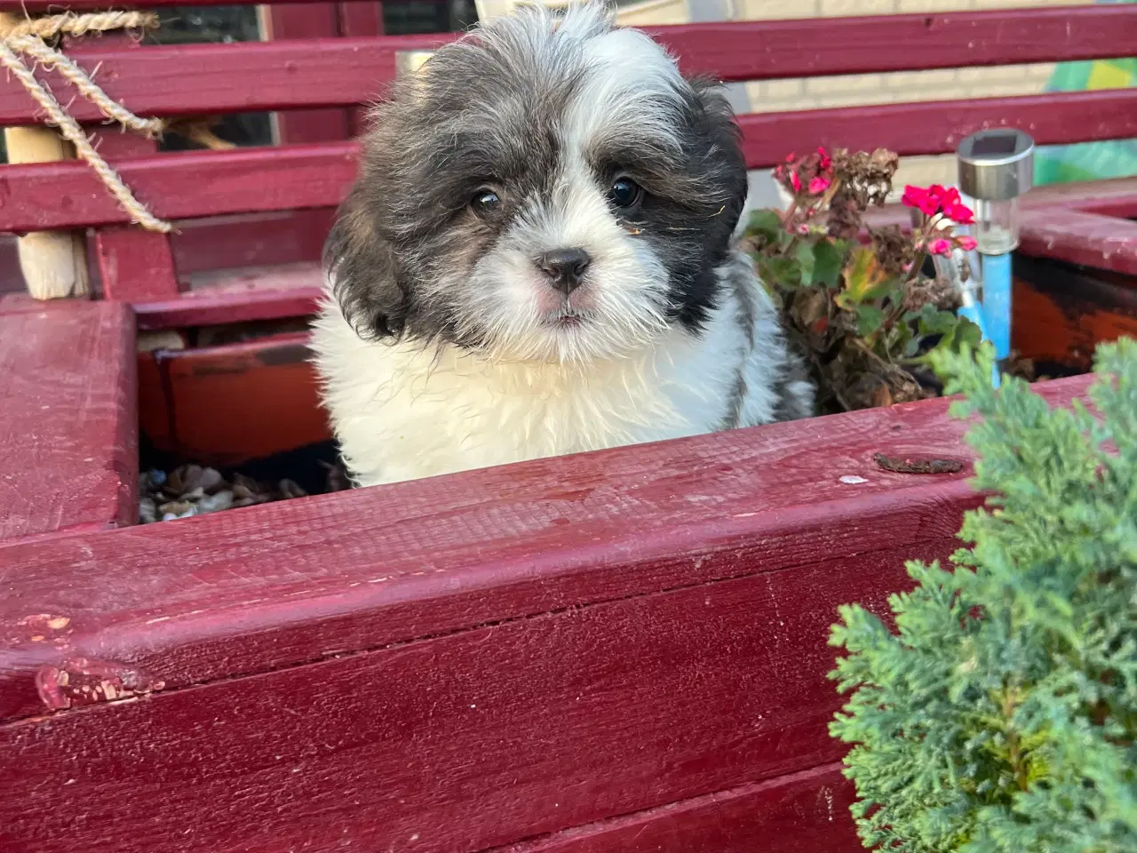 Billede 3 - Han hvalpe 11 uge