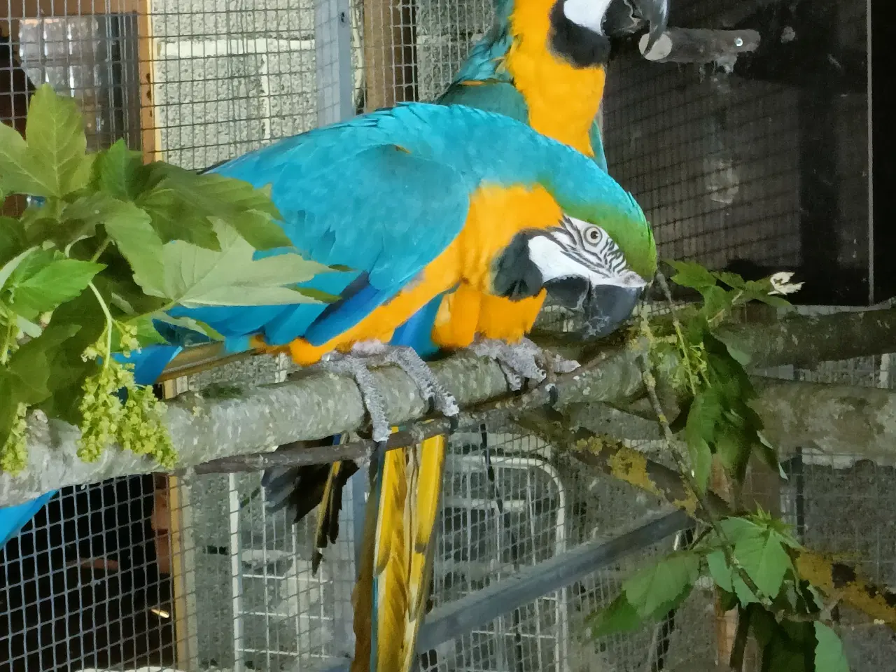 Billede 1 - Blå gul ara 
