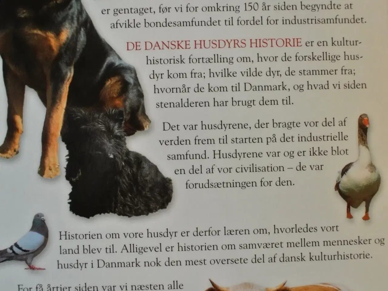 Billede 4 - de danske husdyrs historie, Af jørgen liljensøe