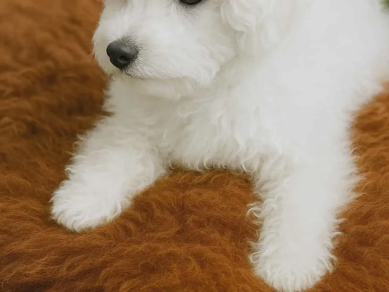 Billede 3 - Puddel blanding