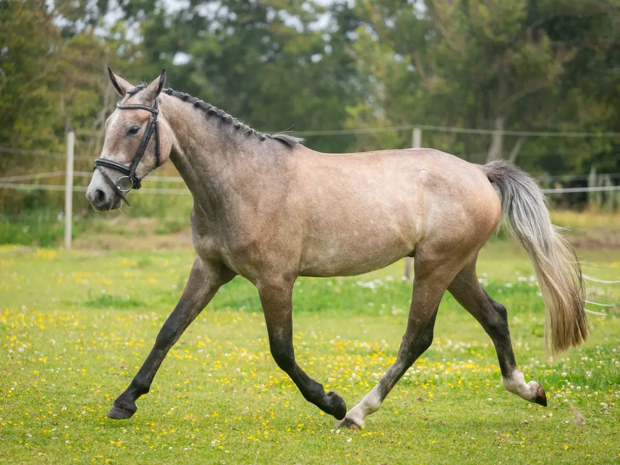 Billede 7 - Dejlig 3 års kat. I pony vallak