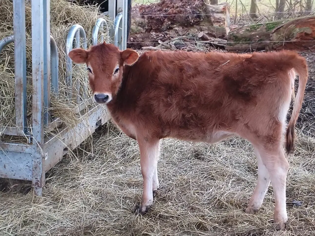 Billede 6 - Stambogsførte Jersey-køer fra lille "familie-gård"