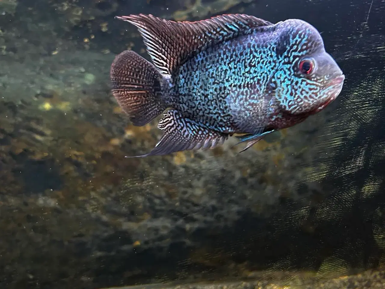 Billede 4 - Flowerhorn hun fisk