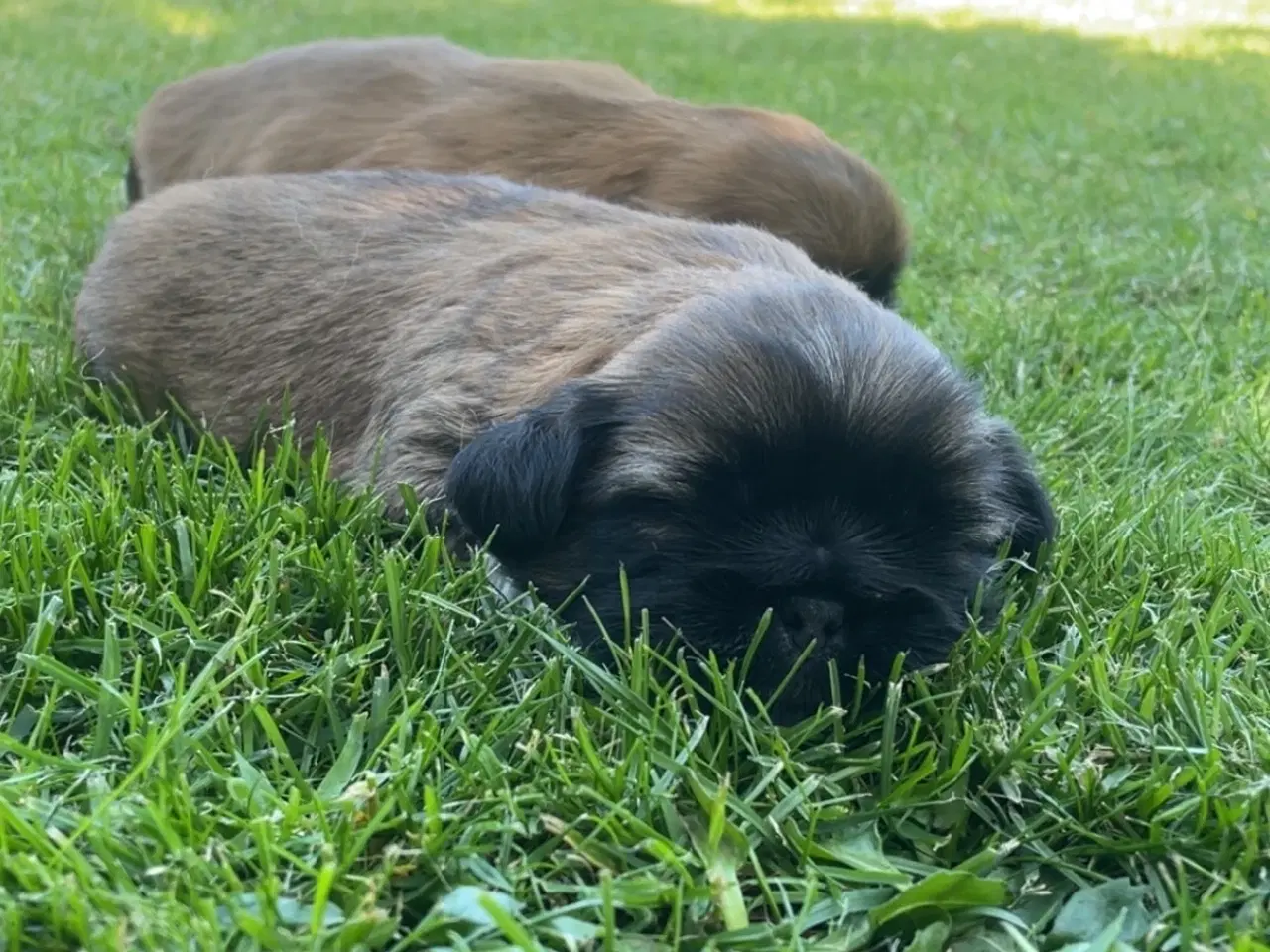 Billede 14 - Hvalpe- shizu/lhasa apso