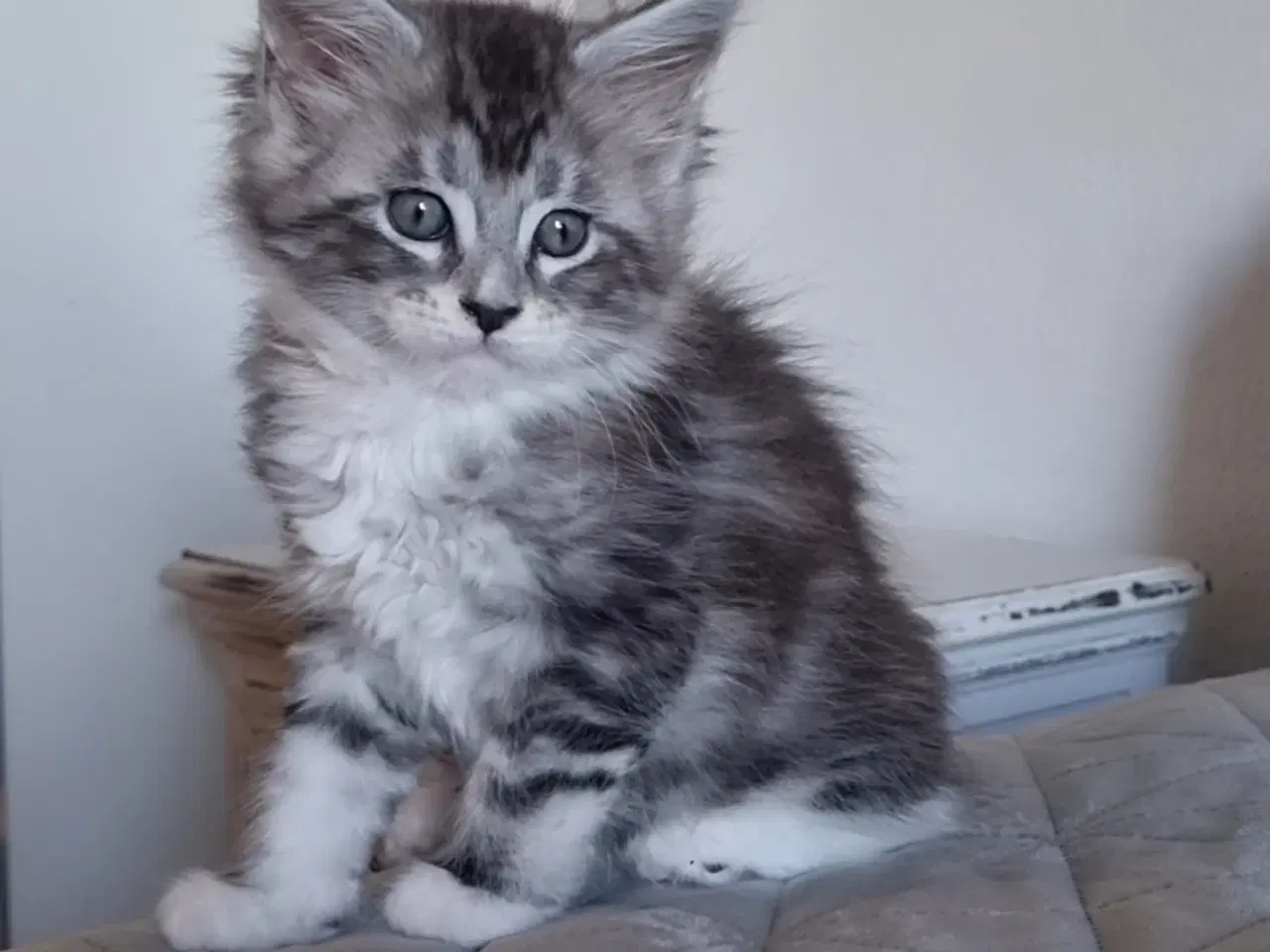 Billede 3 - Maine Coon med stamtavle 
