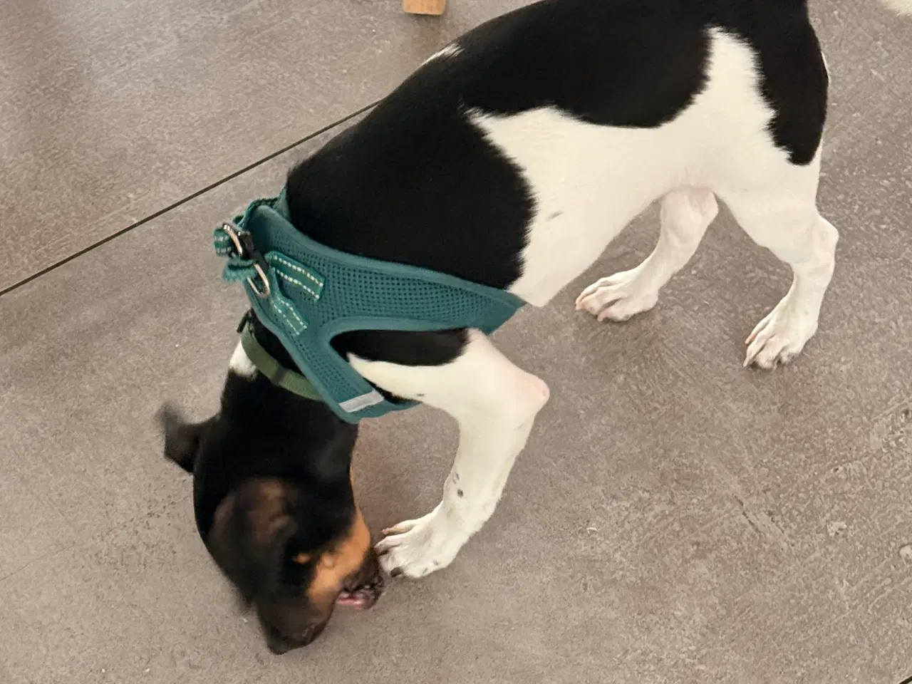 Billede 1 - Dansk svensk gårdhund