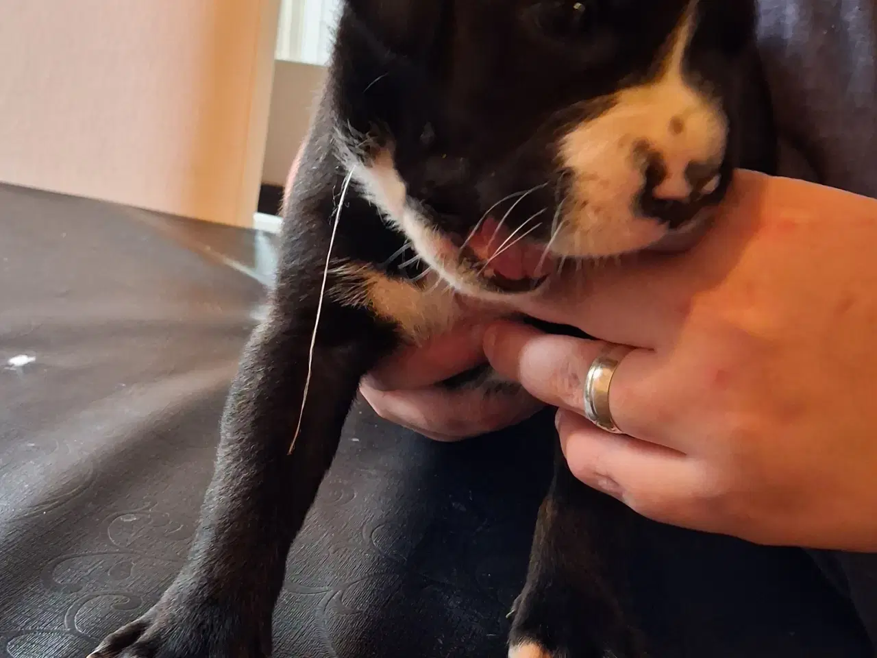 Billede 5 - Søde boxer hvalpe