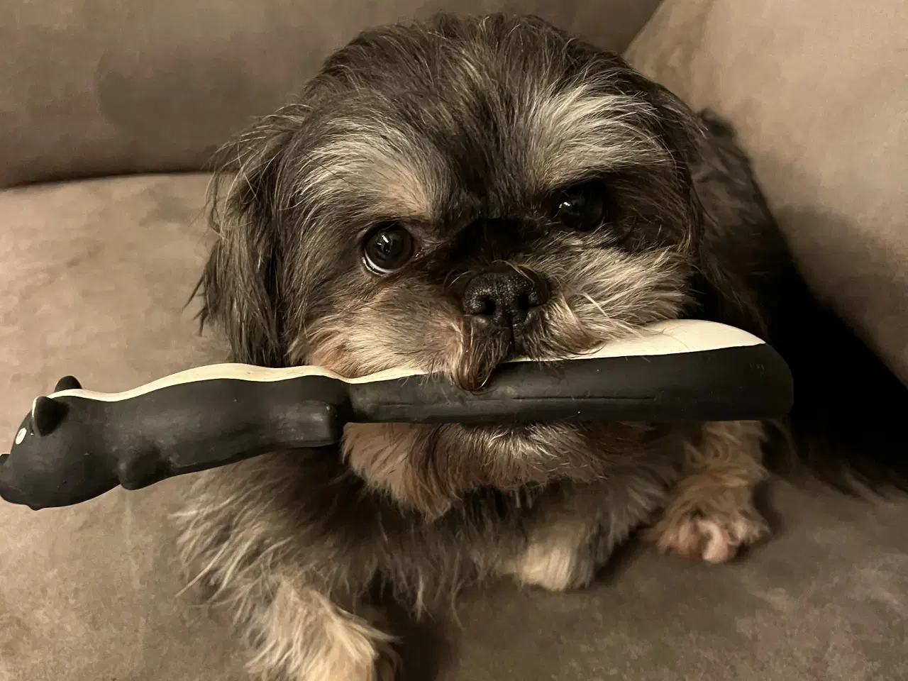 Billede 1 - Shih Tzu til parring