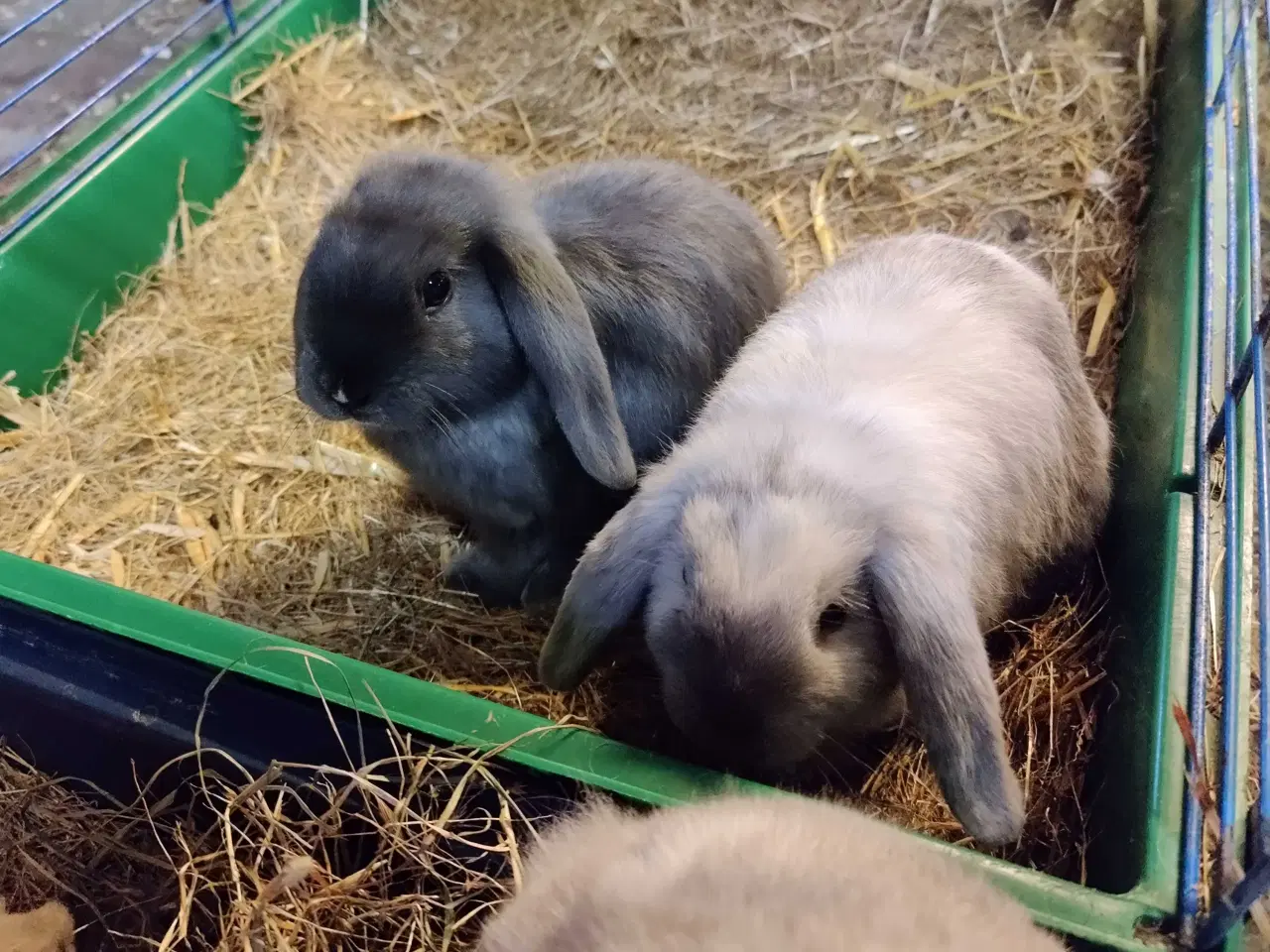 Billede 2 - Dværgvædder satin unger