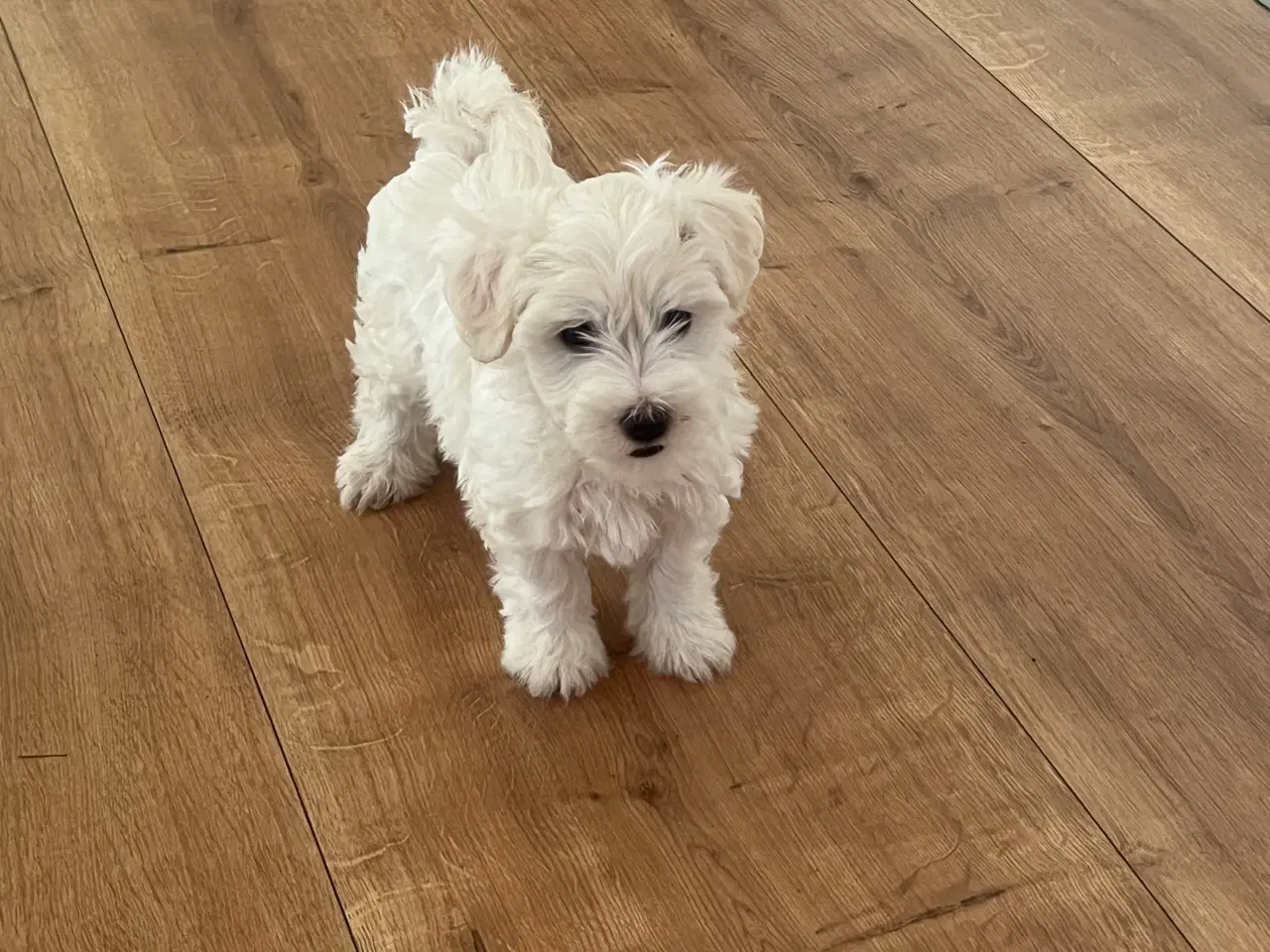 Billede 7 - Malteser/bichon hvalpe 