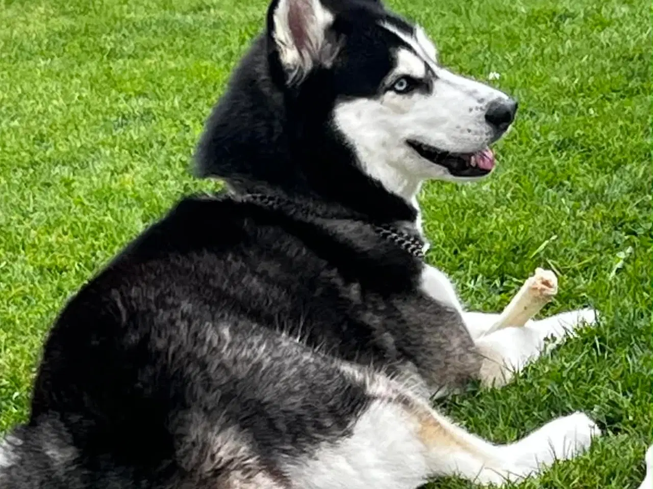 Billede 3 - Sælges Mille 5 år