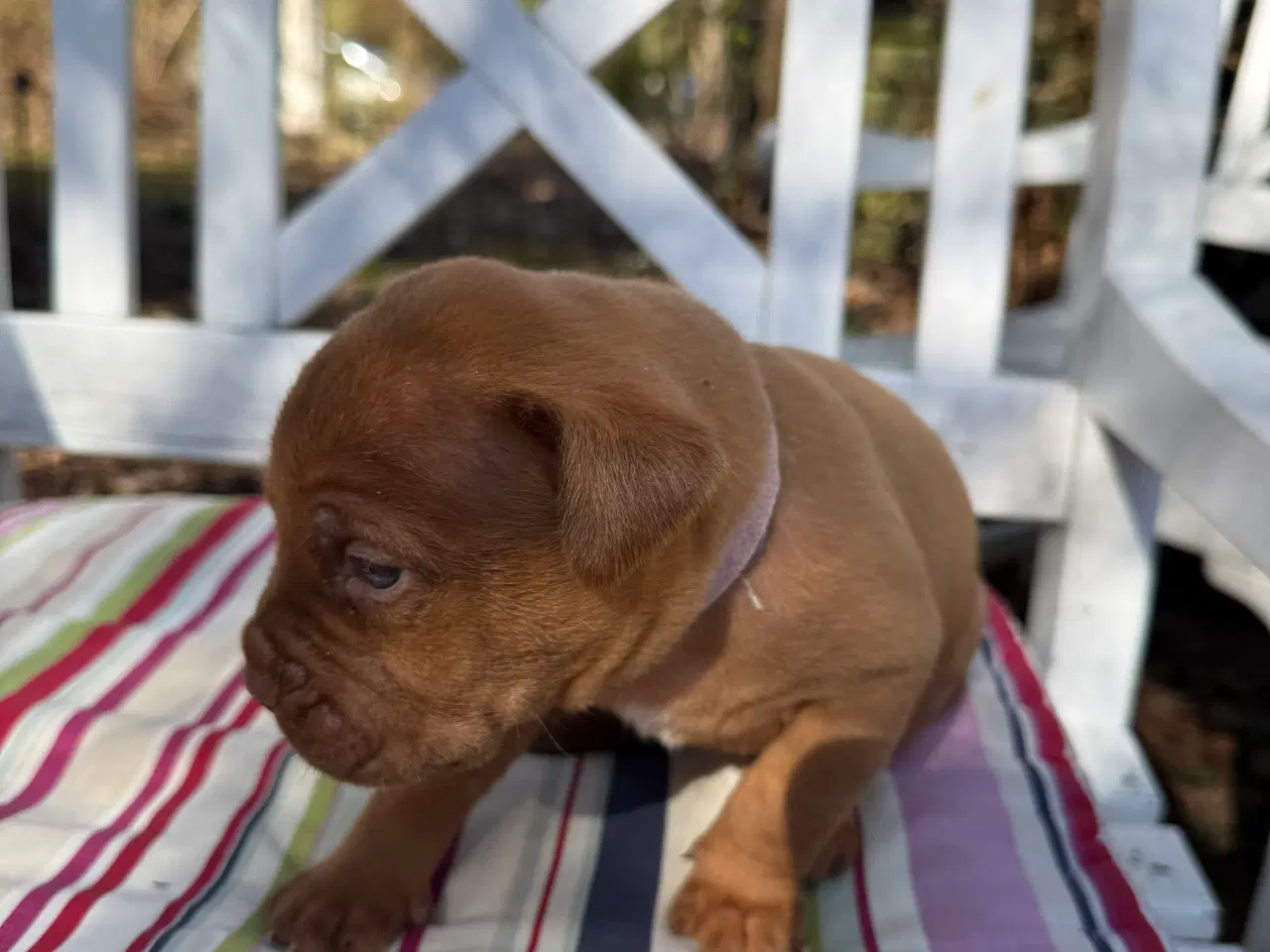 Billede 14 - Smukke fransk mastiff/Dogue de Bordeaux hvalpe 🐾