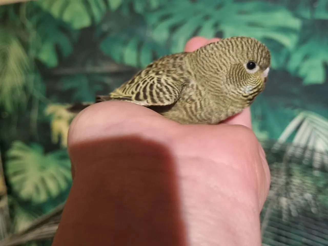 Billede 8 - Blackface undulat (unger)