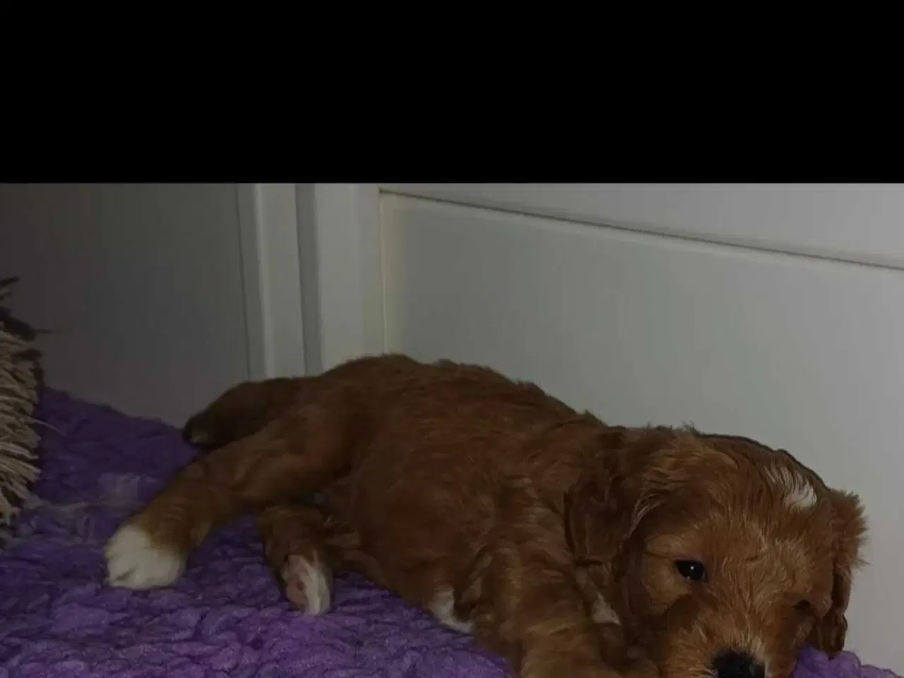 Billede 5 - Doodle hvalpe