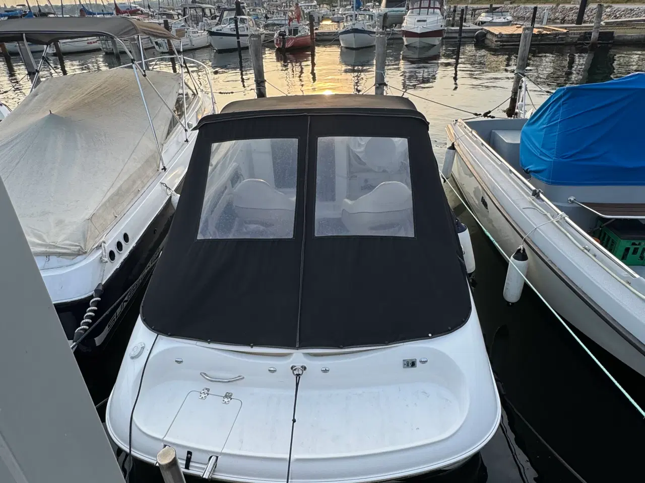 Billede 4 - Campion chase 630