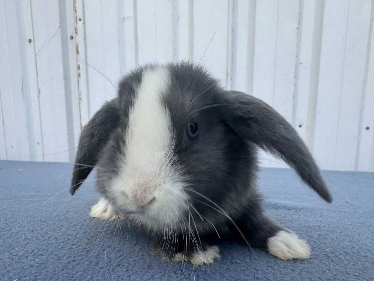 Billede 4 - Dværgvædder/Mini lop hunkanin