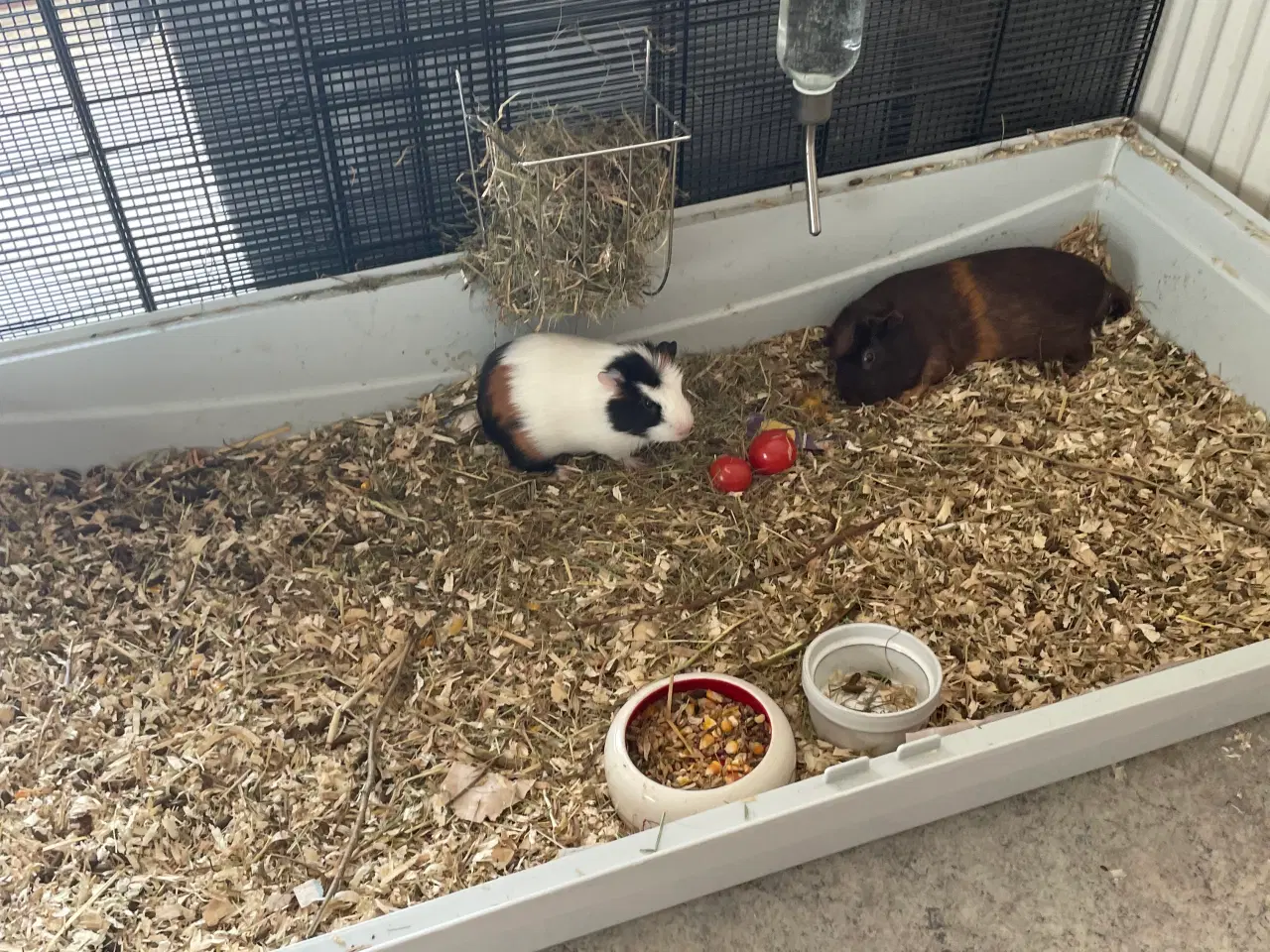 Billede 6 - Bortgives marsvin