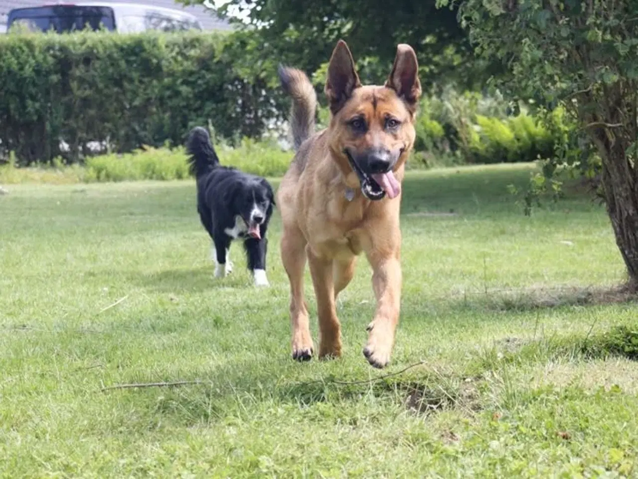 Billede 10 - Schæfer/Rottweiler hund