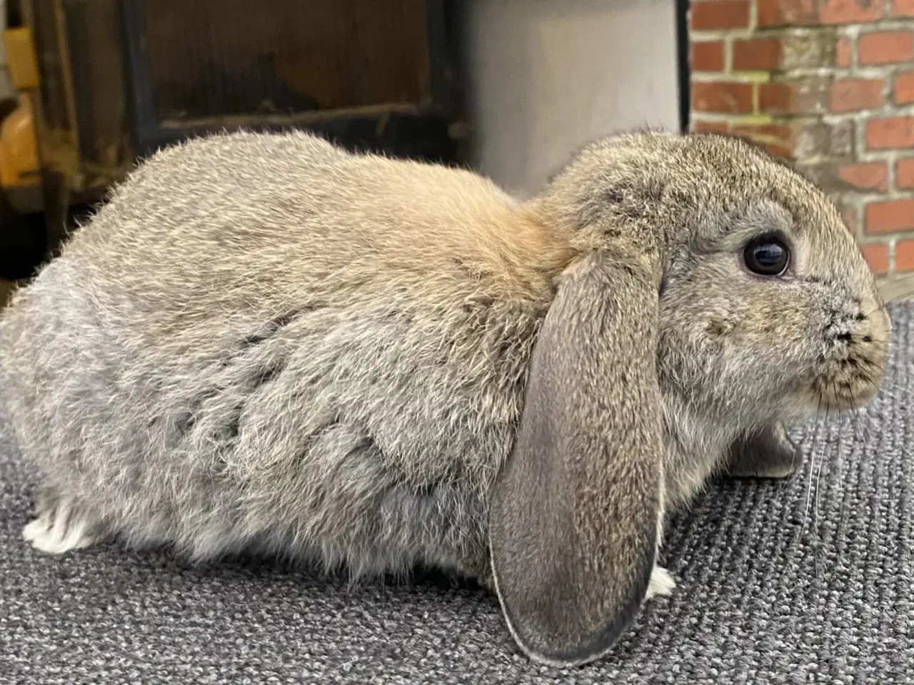 Billede 8 - FRANSK VÆDDER HUN VILDTGRÅ