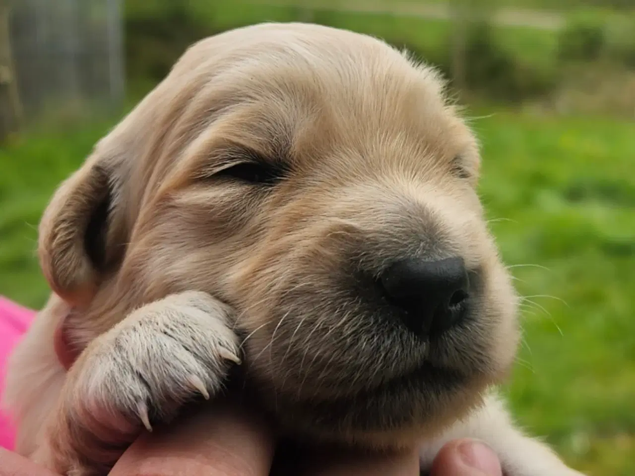 Billede 1 - Golden retriever hvalpe 