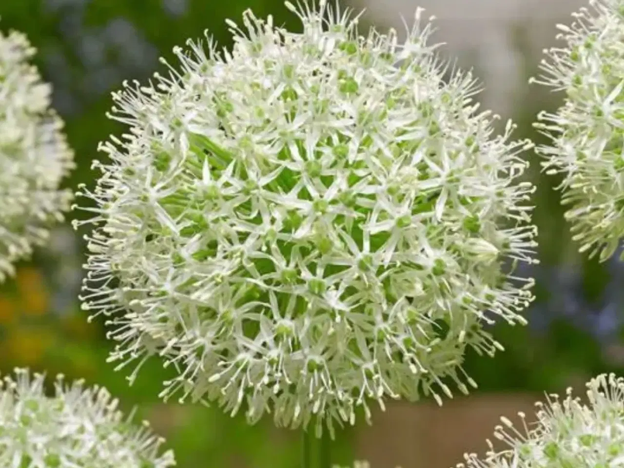 Billede 1 - Allium “Mount Everest”