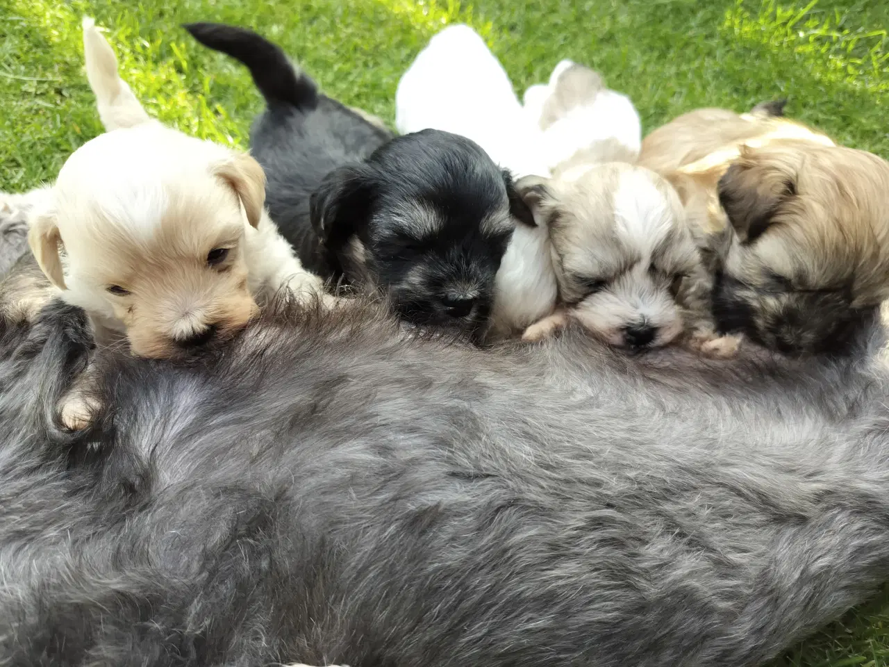 Billede 6 - Maltipoo hvalpe 