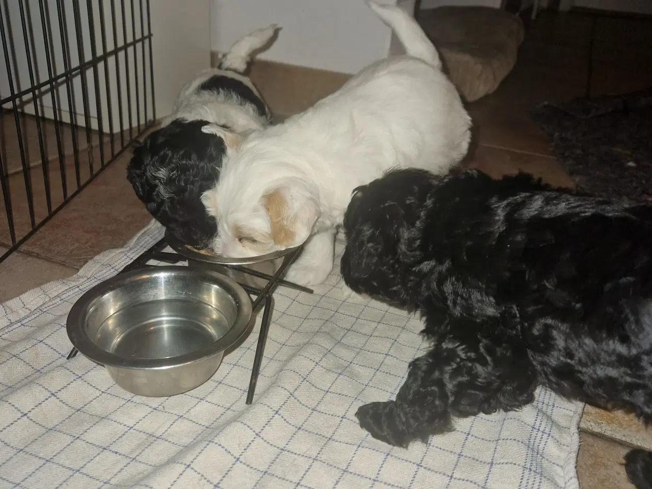 Billede 4 - Maltipoo hvalpe