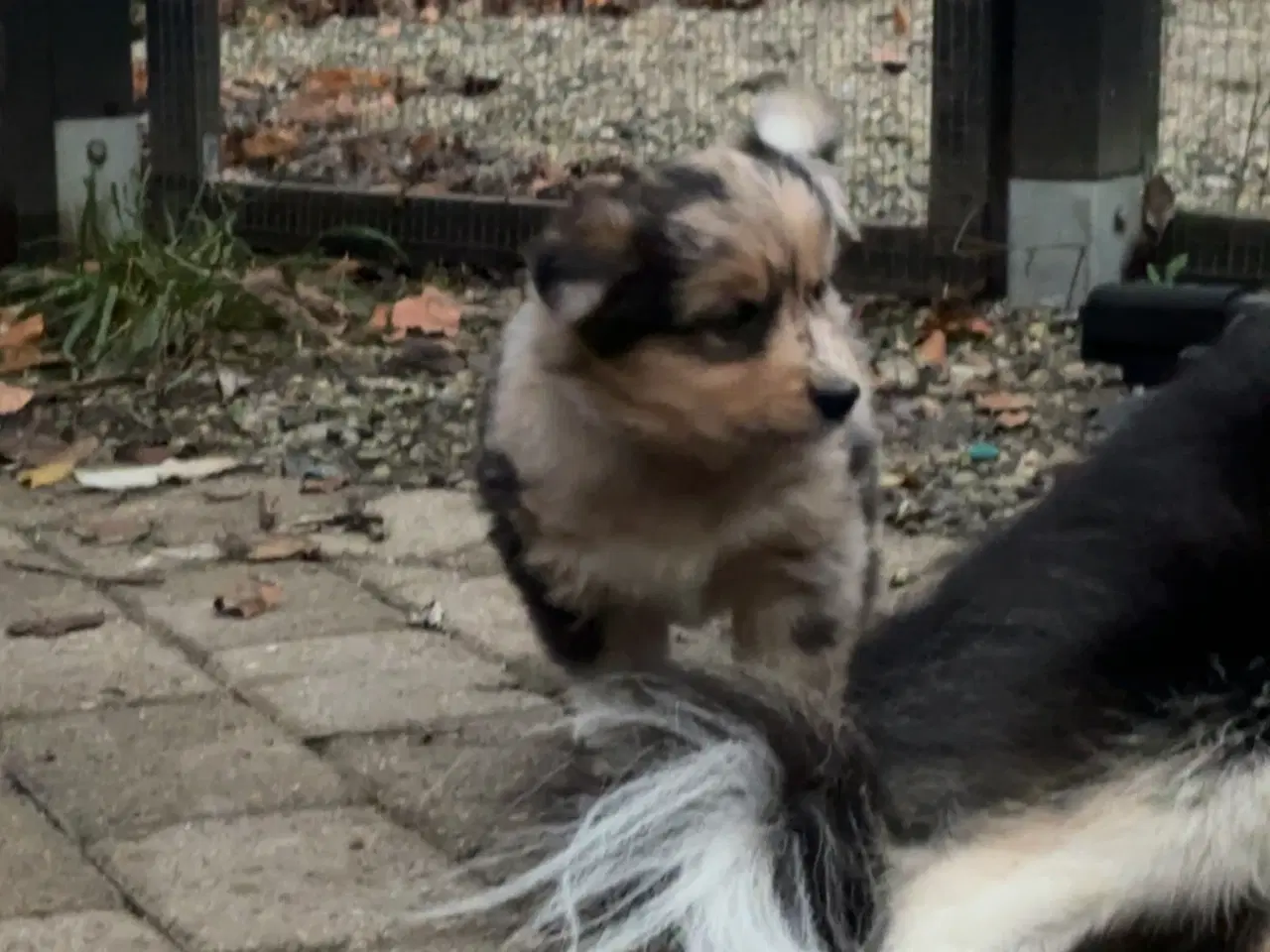 Billede 4 - Bordercollie blandning