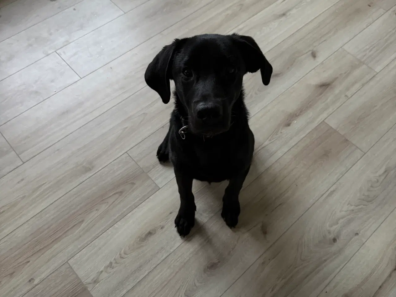 Billede 1 - Labrador