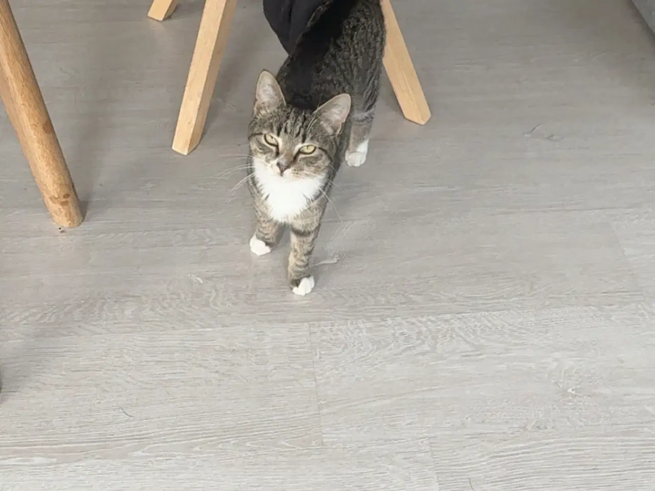 Billede 3 - Sød kastreret han kat