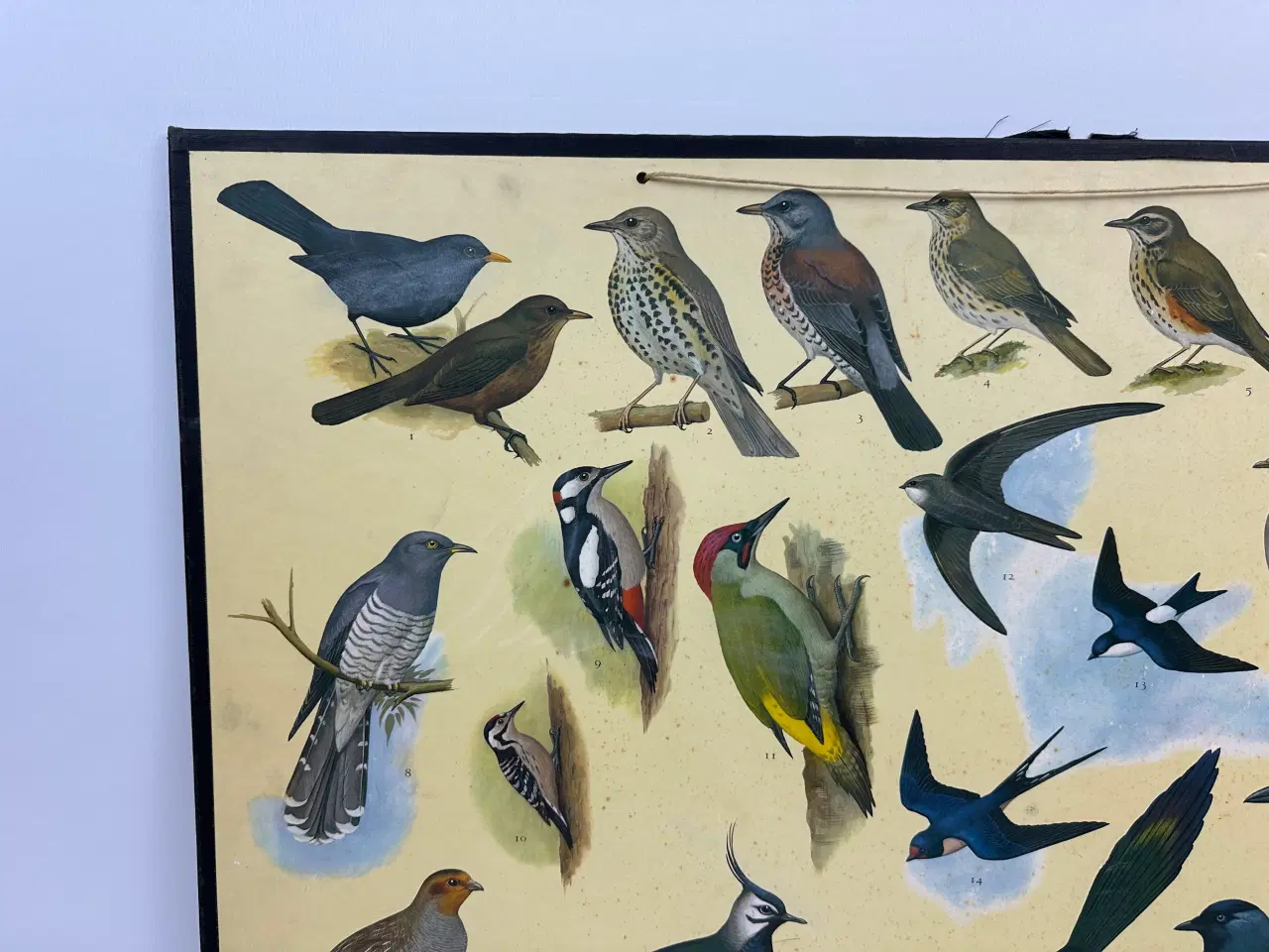 Billede 4 - Vintage skoleplanche (Fugle)