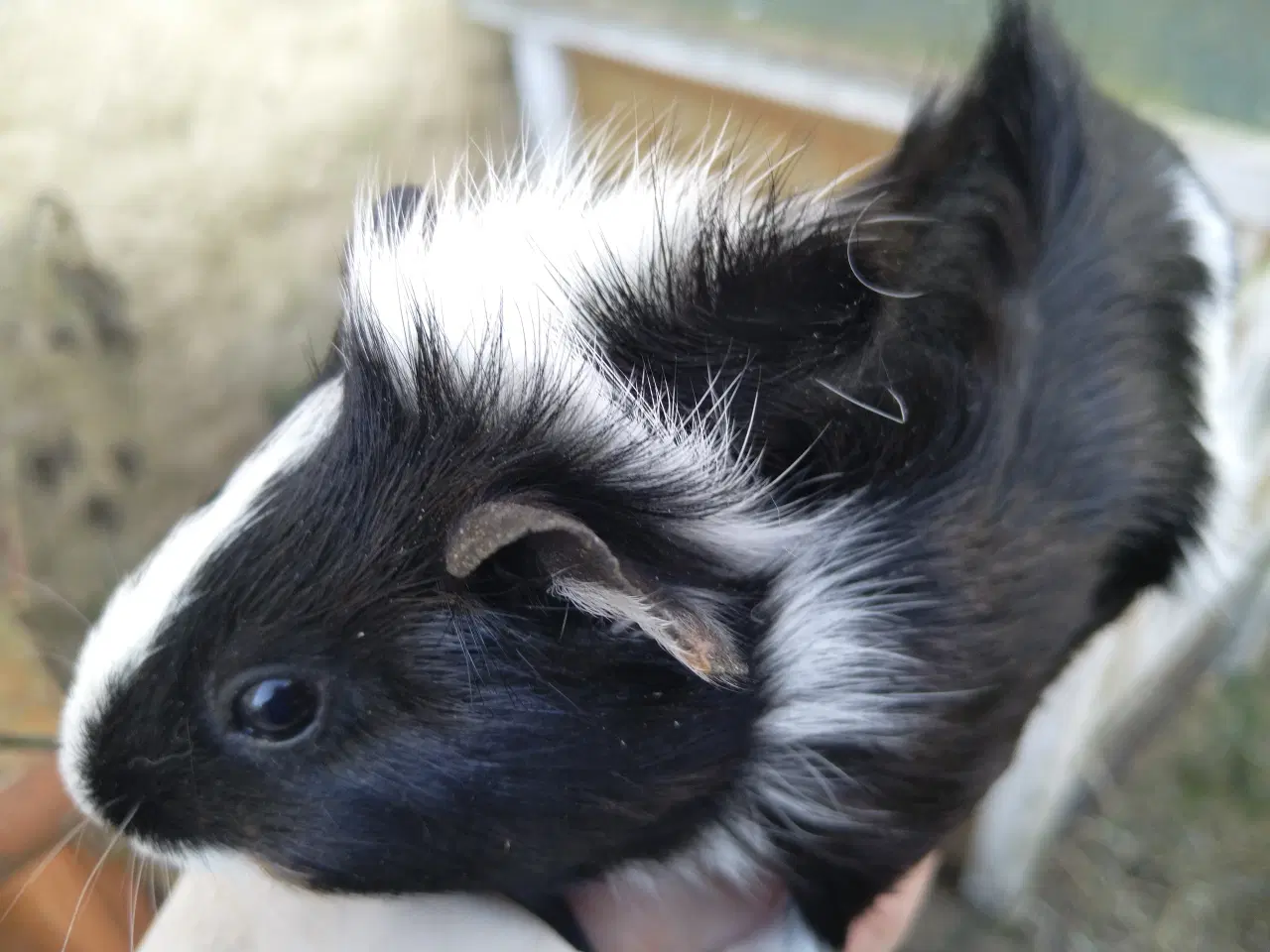 Billede 1 - 2 søstre i et køb 