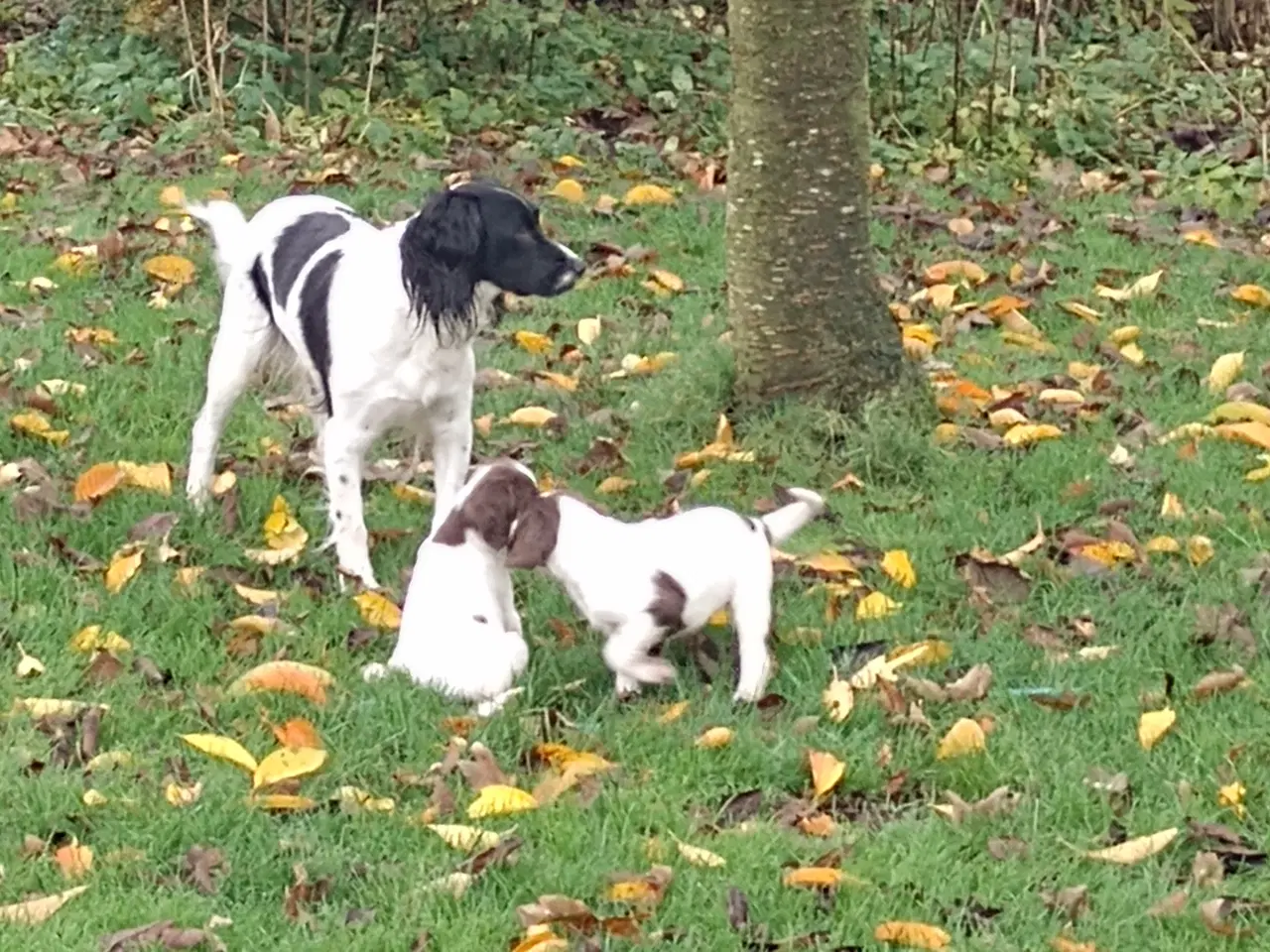 Billede 8 - Ft. Springer spaniel