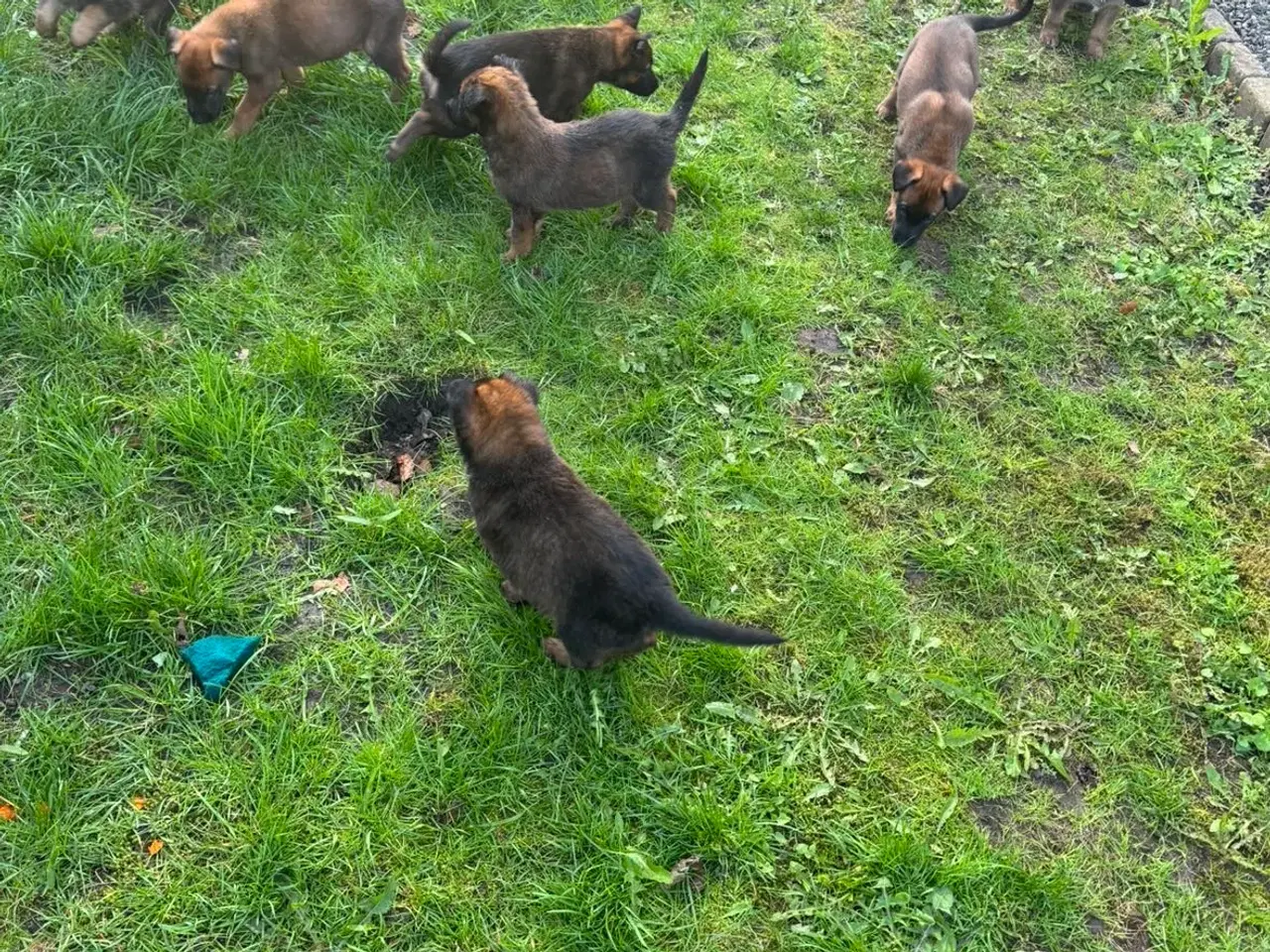 Billede 13 - Belgisk malinois hundehvalpe 