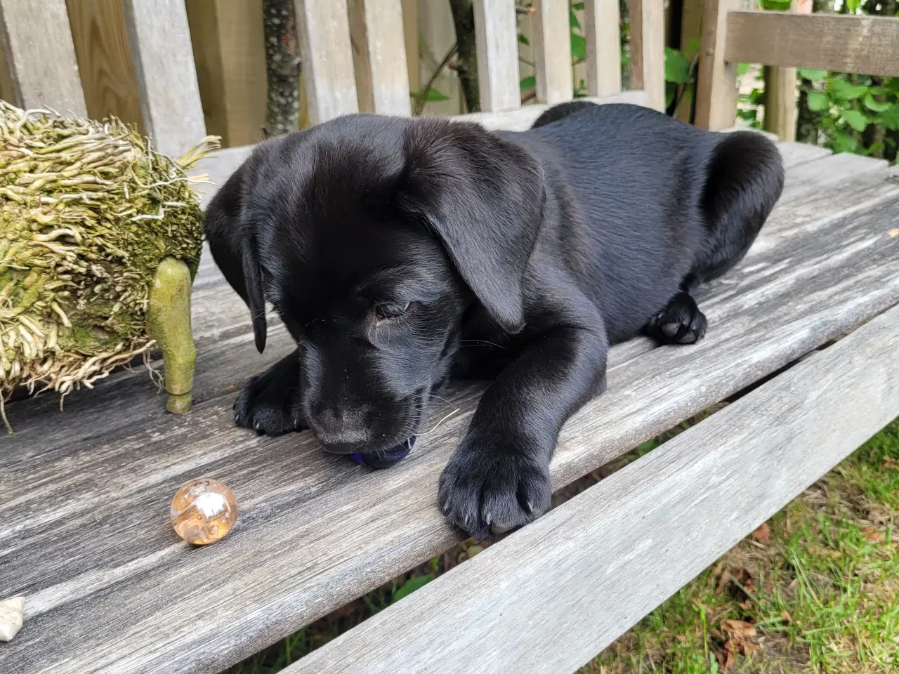 Billede 2 - Labrador formel 1 hunde hvalpe tæve 