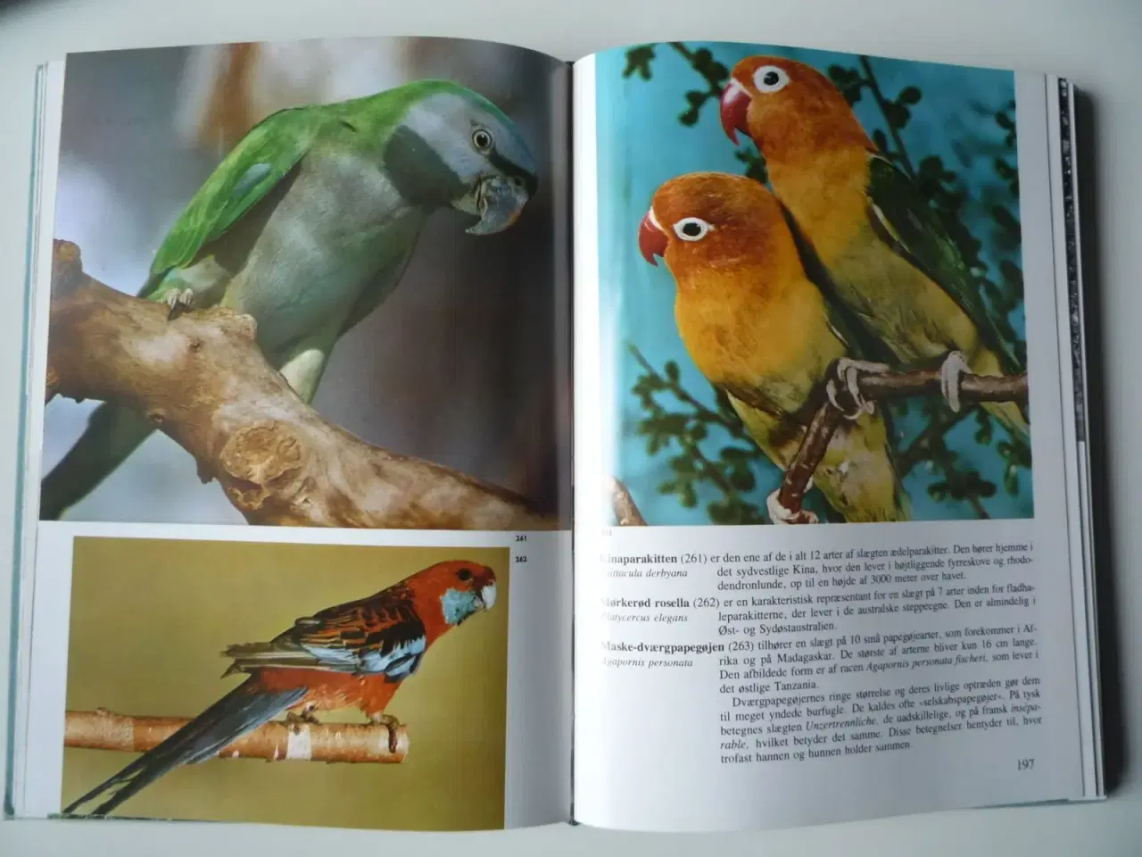 Billede 3 - Fugle fra hele verden