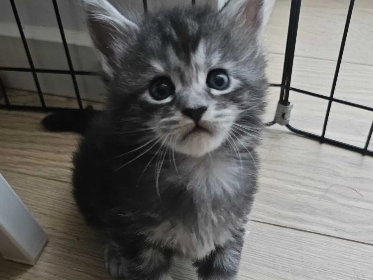 Billede 6 - Maine coon med stamtavle