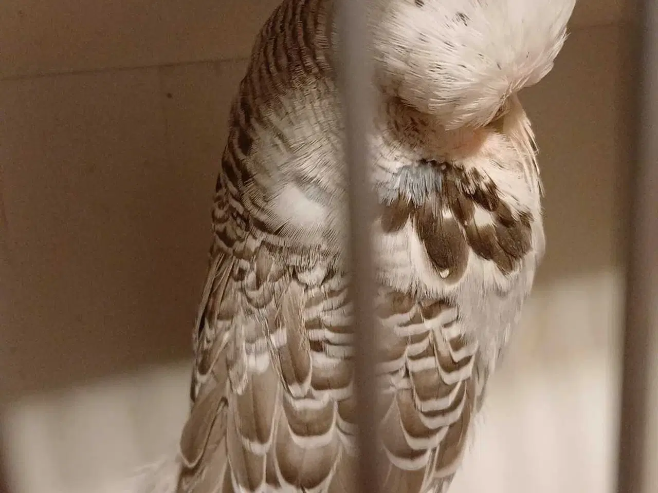 Billede 9 - 1 par Engelske undulater 