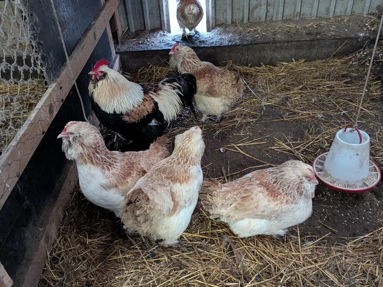 Billede 1 - Lakse Farvet Faverolles