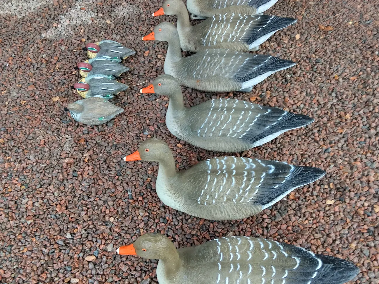 Billede 3 - Lokkegæs og Lokkeænder Flydende 