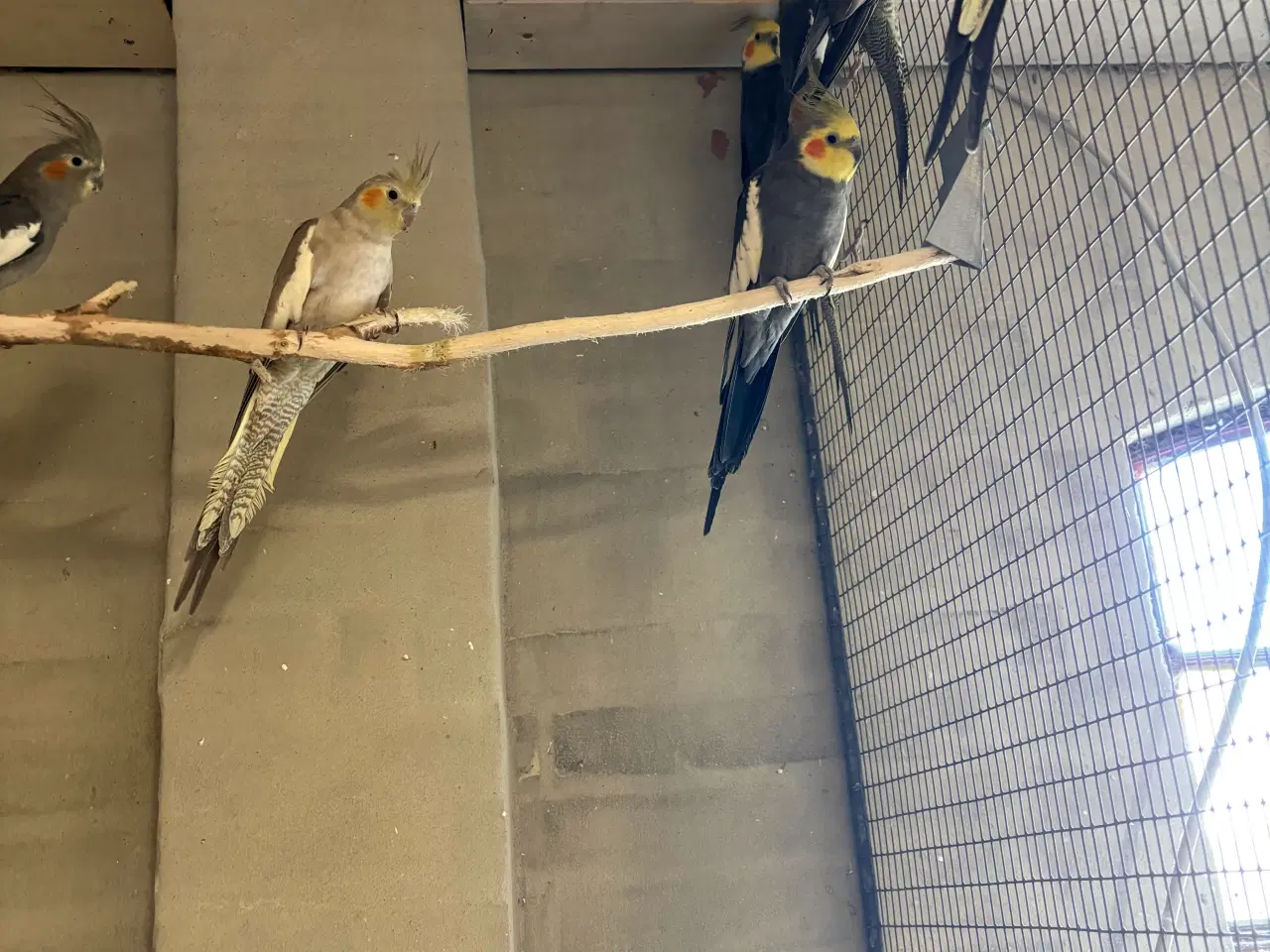 Billede 3 - Nymferparekitter pris pr stk fra 150kr