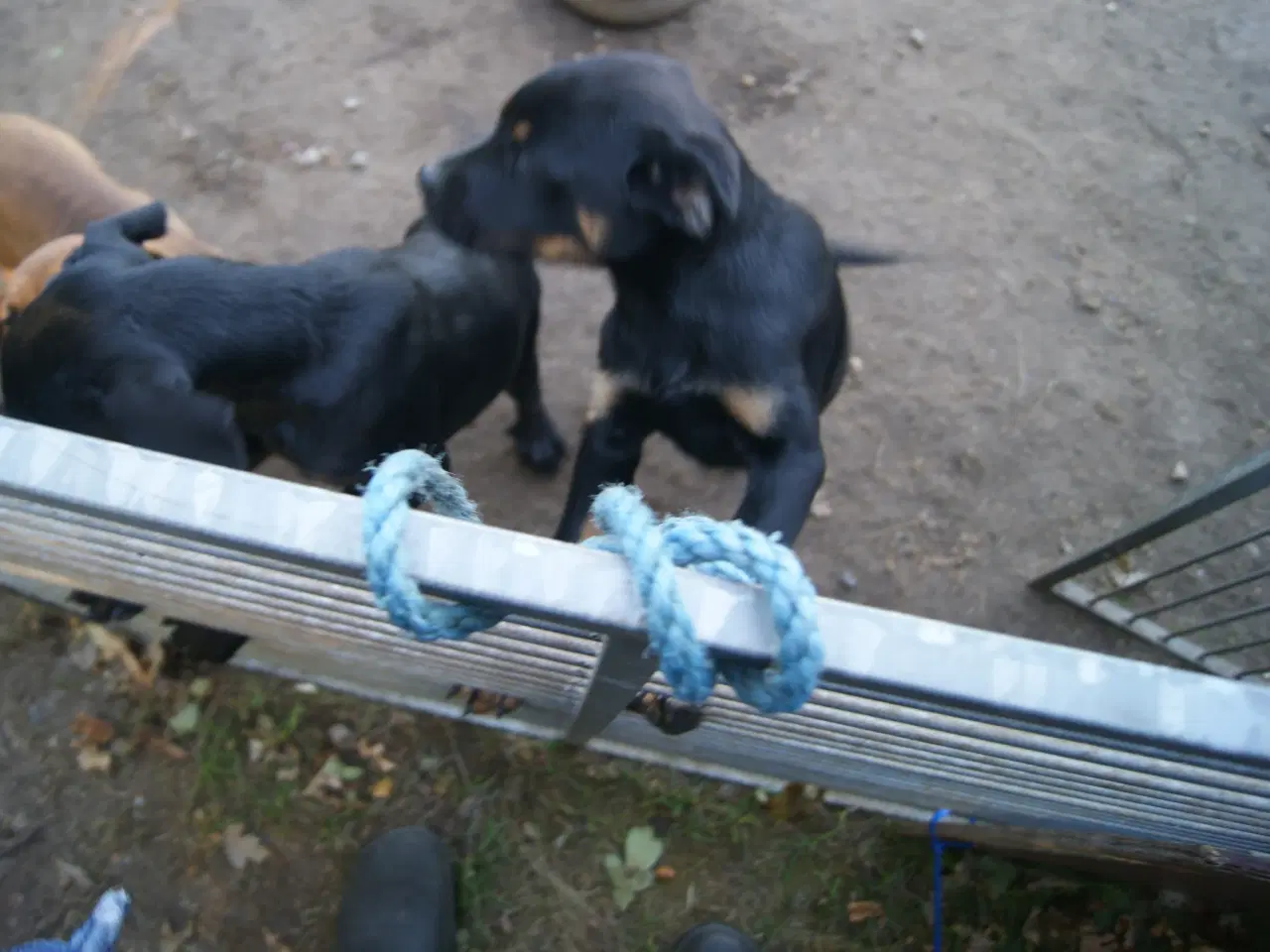 Billede 8 - 3 livlige og friske Cane Corso/ Rottweiler Hvalpe.