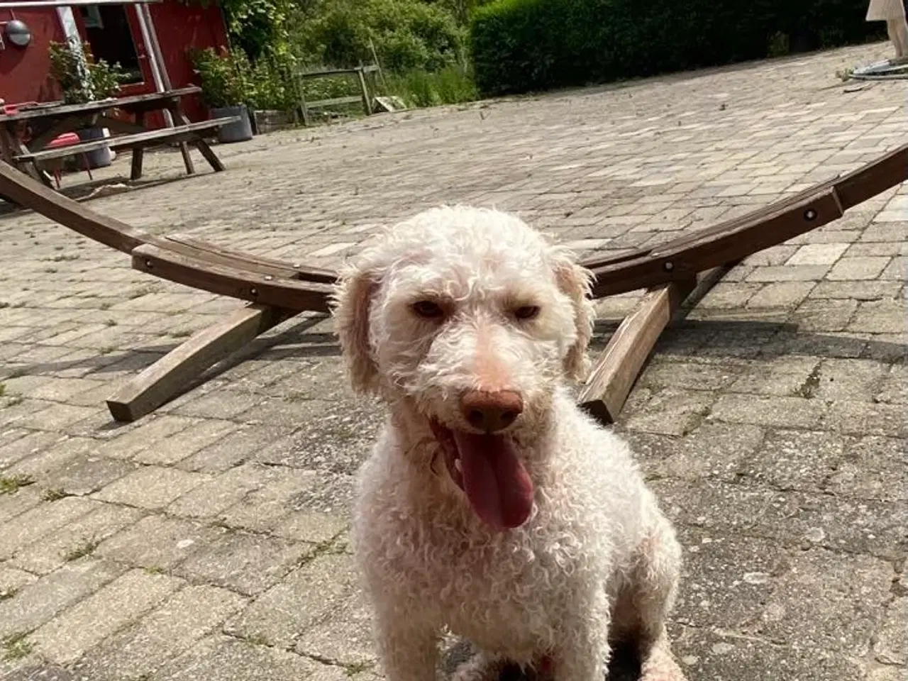 Billede 13 - Lagotto Romagnolo han sælges