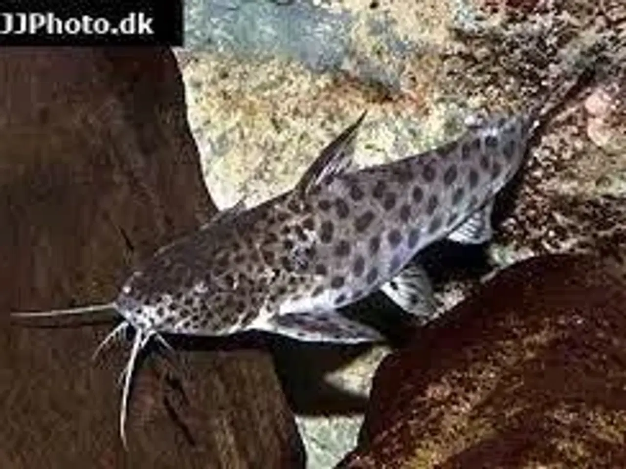 Billede 1 - Synodontis njassae (Malawi malle)