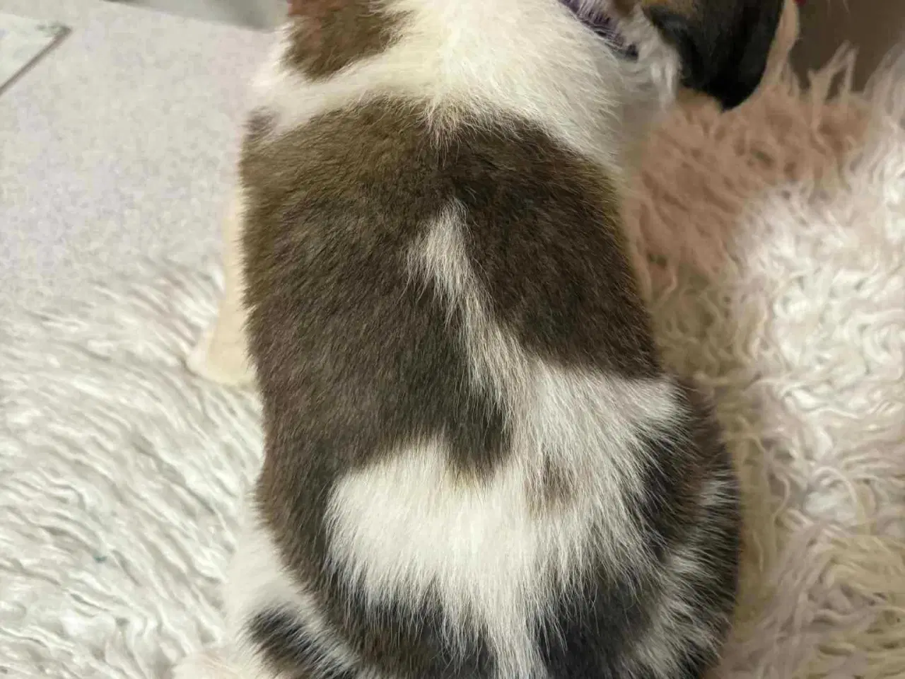 Billede 3 - Sidste tæve fra mit kuld 