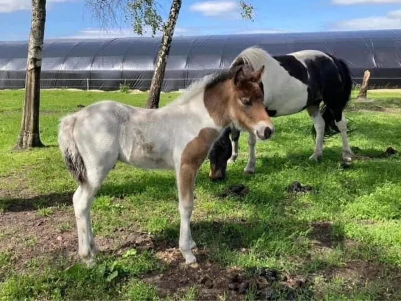 Billede 2 - 1,5 års islænder hingst