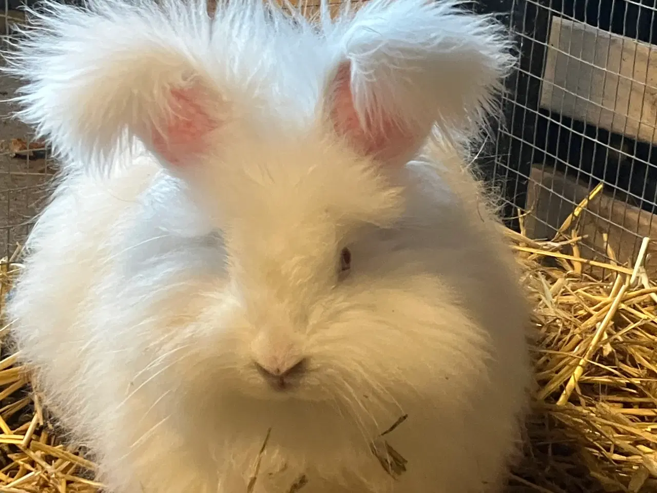 Billede 4 - Angora han 