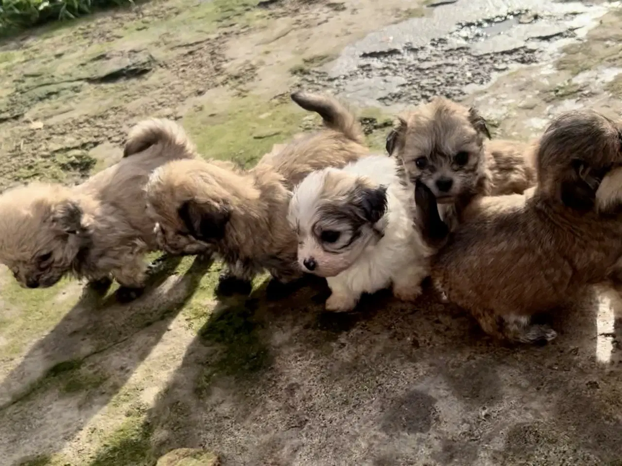 Billede 13 - Små allergivenlige og ikke fældende hundehvalpe